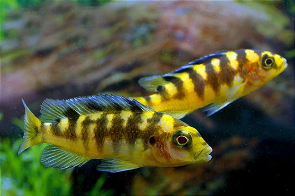 Pseudotropheus Cabro 4-7cm