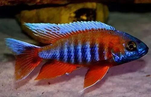 Aulonocara Eureka 5-8cm