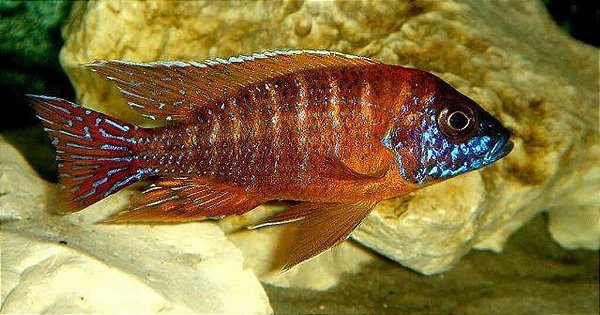 Aulonocara Hansbaenschi Red Flash 8-12cm