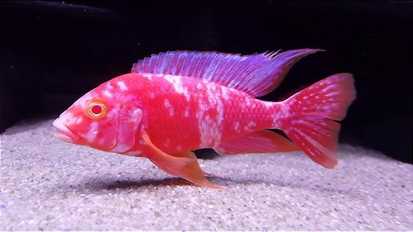Aulonocara Orange Blue Albina 8-12cm