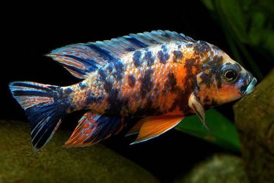 Aulonocara Orange Blue 8-12cm