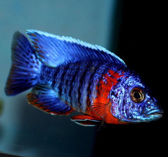 Aulonocara Red Sided 6-9cm