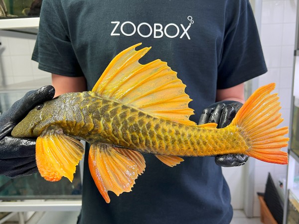 Hypostomus Luteus Dragon 35-40cm