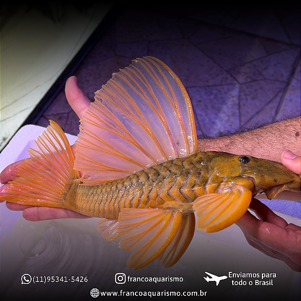 Hypostomus Luteus Dragon 30-35cm