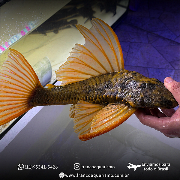 Cascudo Hypostomus Luteus F3 (Fase 3) 25-30cm