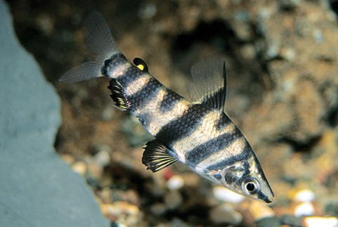 Abramites (Abramites Hypselonotus) 6-10cm