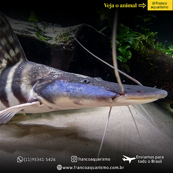 Bagre Tigrinum (Brachyplatystoma Tigrinum) 9-12cm