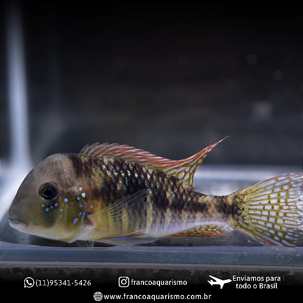 Gymnogheophagus 8-12cm