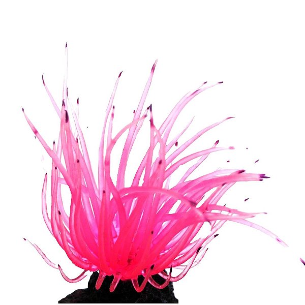 Enfeite de Silicone Soma anêmona Long Tentacle Rosa