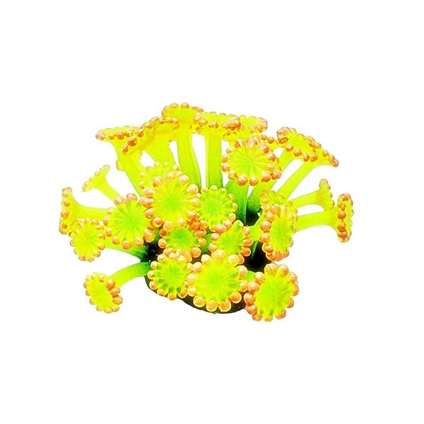 Enfeite de Silicone Soma Coral Alveopora Amarela 04