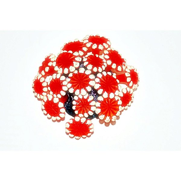 Enfeite de Silicone Soma Coral Alveopora Vermelha 02