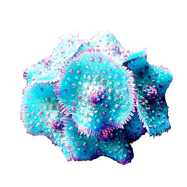 Enfeite de Silicone Soma Coral Ricordea Spotted Azul