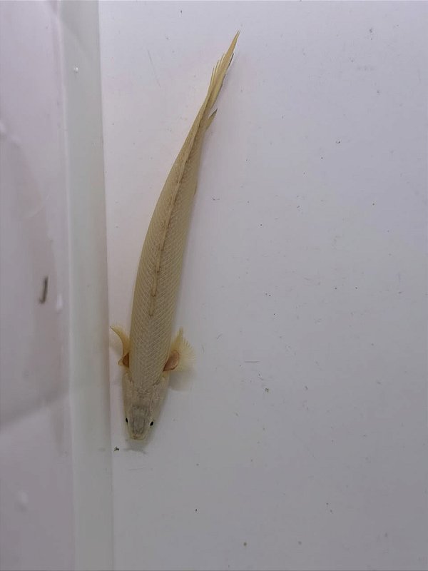 Polypterus Senegalus Semi Platinum 18-22cm