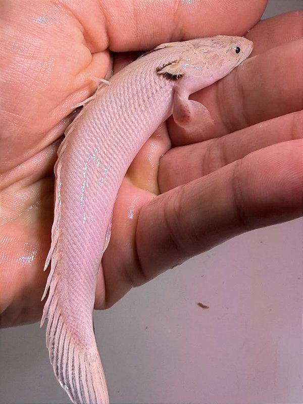 Polypterus Endlicheri Platinum 13-17cm