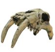 NOMOYPET NS-120 CRANIO MAMUTE RESINA 13X9X10CM