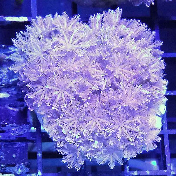 Coral Xenia Pompom (Peça)