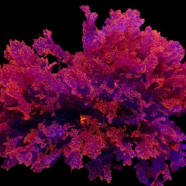 Macro Alga Atomic Brócoli (Peça)