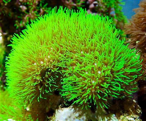 Coral Carpet Green (Peça)