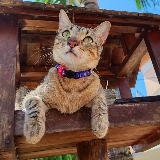 Coleira de Pescoço Anti-Enforcamento para Gatinhos - Madiba Pet