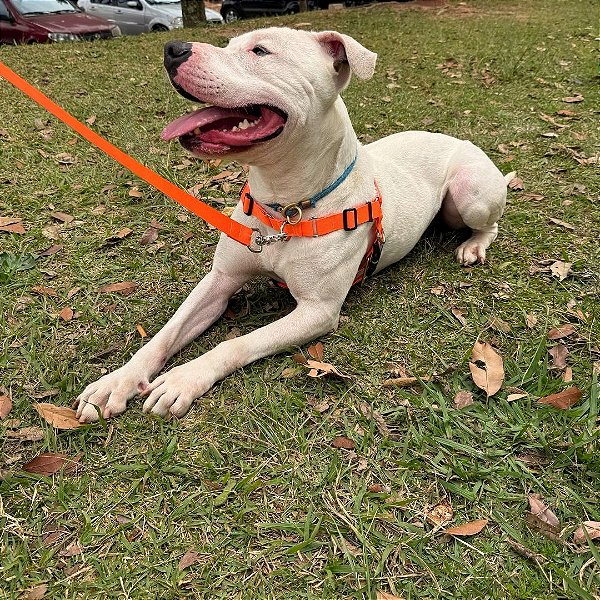 Conjunto Peitoral Anti Puxão com Guia de Passeio para Cachorro Grande - Madiba Pet