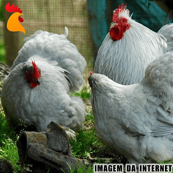 Ovo Mini Cochin Lavanda - Unidade