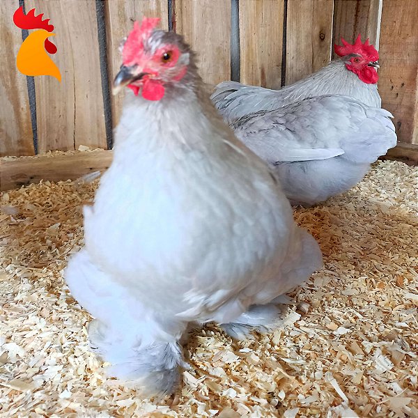 Ovo Mini Cochin Lavanda - Unidade