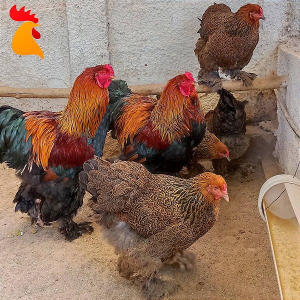 Ovos Brahma Perdiz - Meia Dúzia