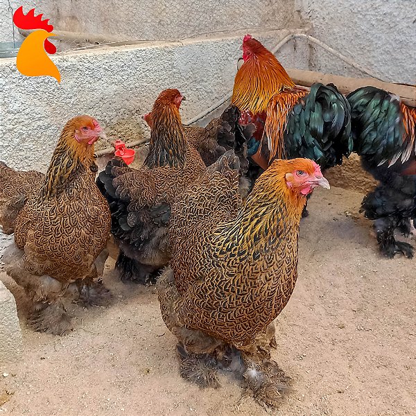 Brahma Perdiz - Ovos Galados (dúzia)