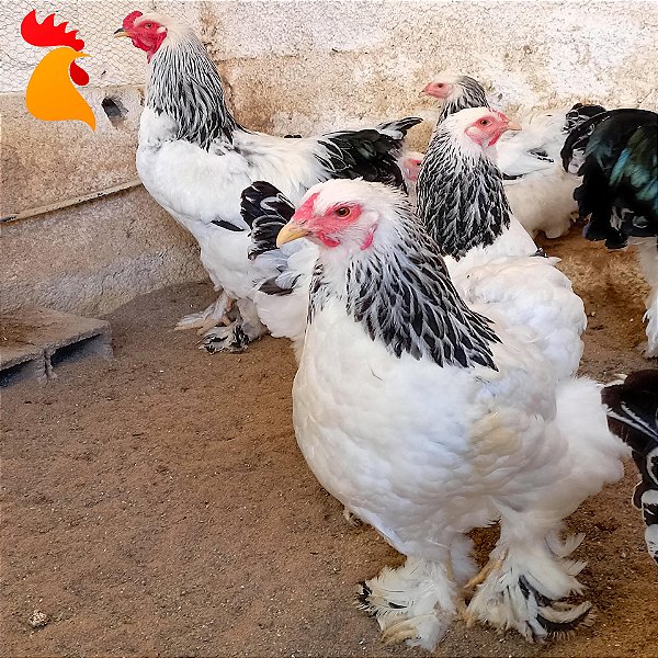 Ovos Brahma Light - Dúzia