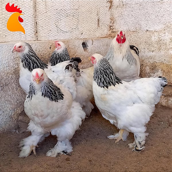 Brahma Light - Ovos Galados (dúzia)