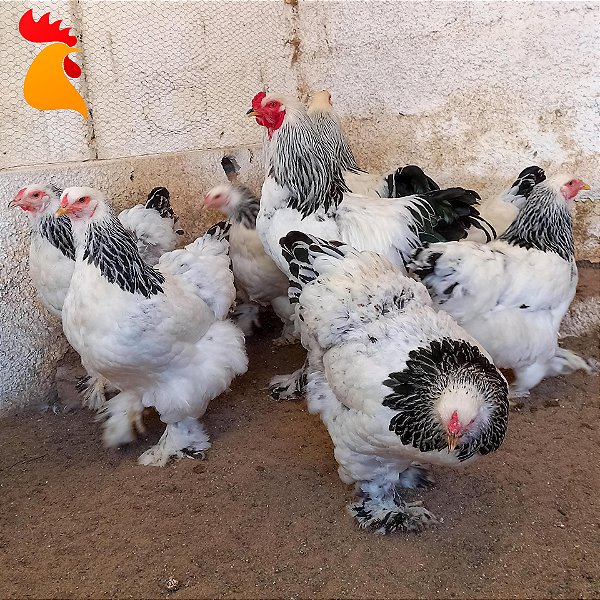 Ovos Brahma Light - Meia Dúzia