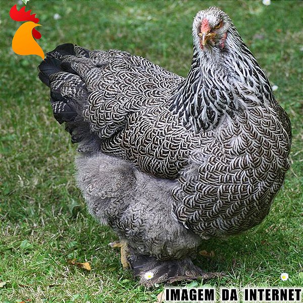 Ovo Brahma Dark - Unidade