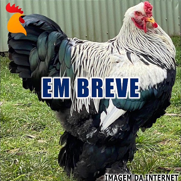 Ovos Brahma Dark - Dúzia