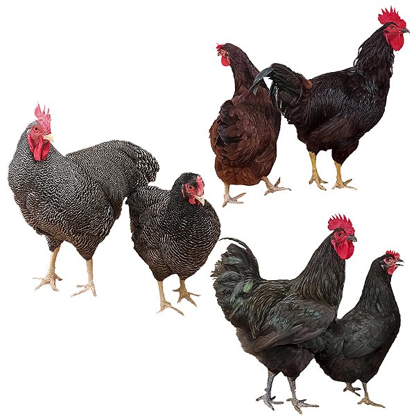 Kit Variedades de Dupla Aptidão - Ovos Galados