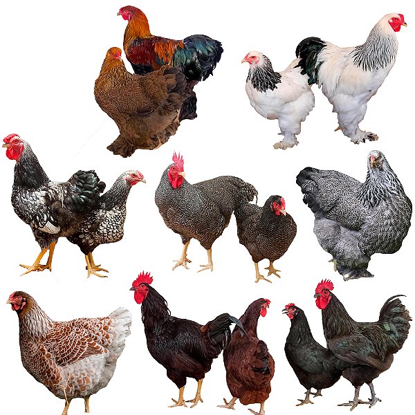 Kit Variedades Ornamentais - Ovos Galados