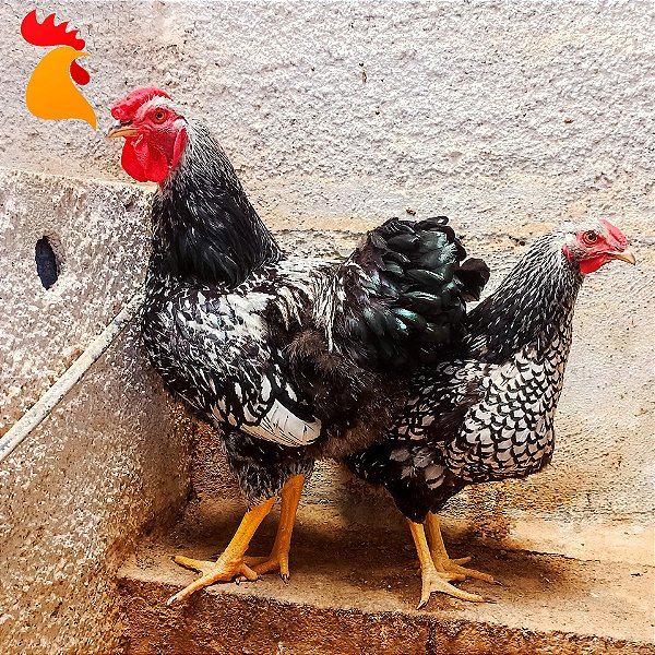 Ovos Wyandotte Prata Laceado - Dúzia