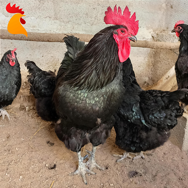 Ovo Gigante Negro de Jersey - Unidade