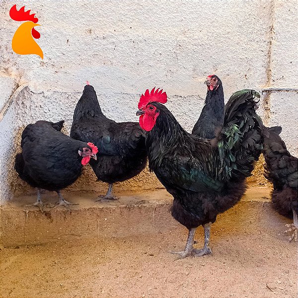 Gigante Negro de Jersey - Ovos Galados (dúzia)