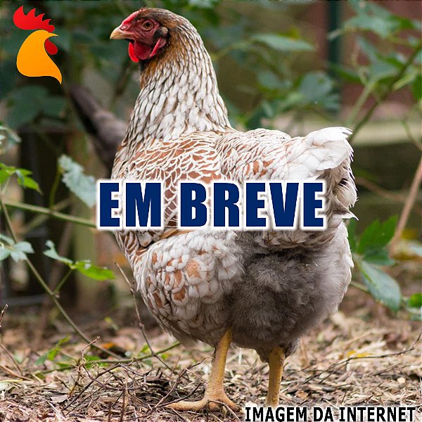 Ovos Wyandotte Dourado Laceado Splash e Azul - Meia Dúzia