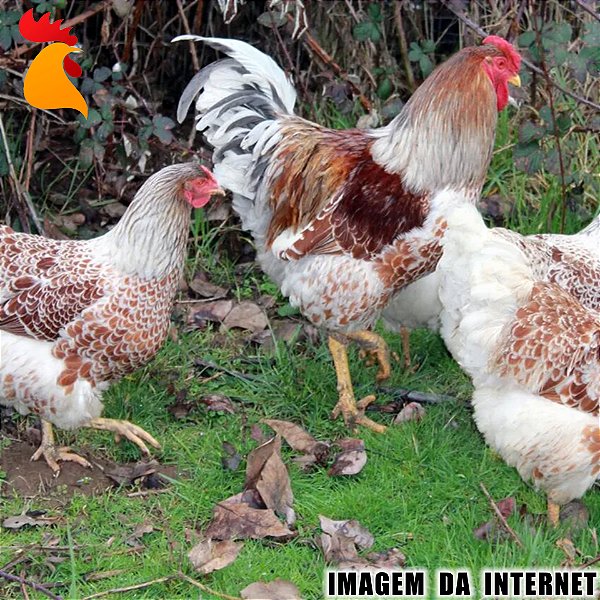 Ovos Wyandotte Dourado Laceado Splash e Azul - Dúzia