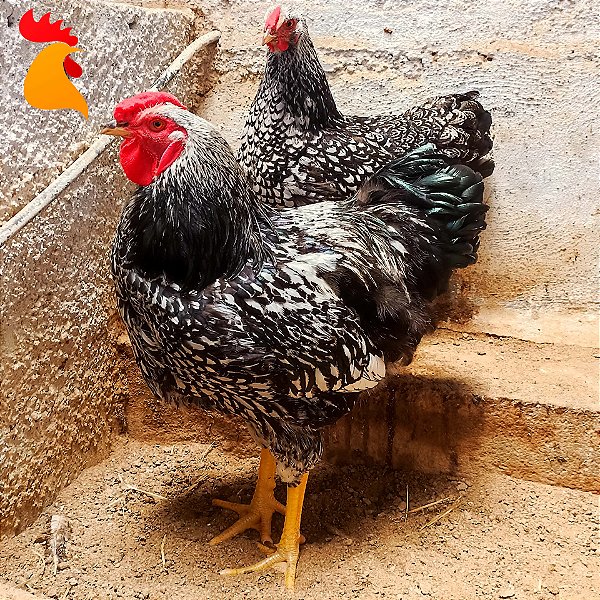 Wyandotte Prata Laceado - 01 ovo galado