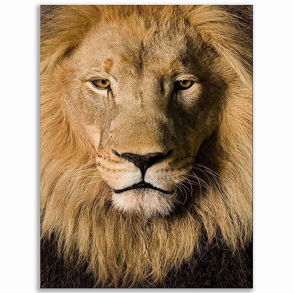 Quadro Canvas Leão Rei da Selva