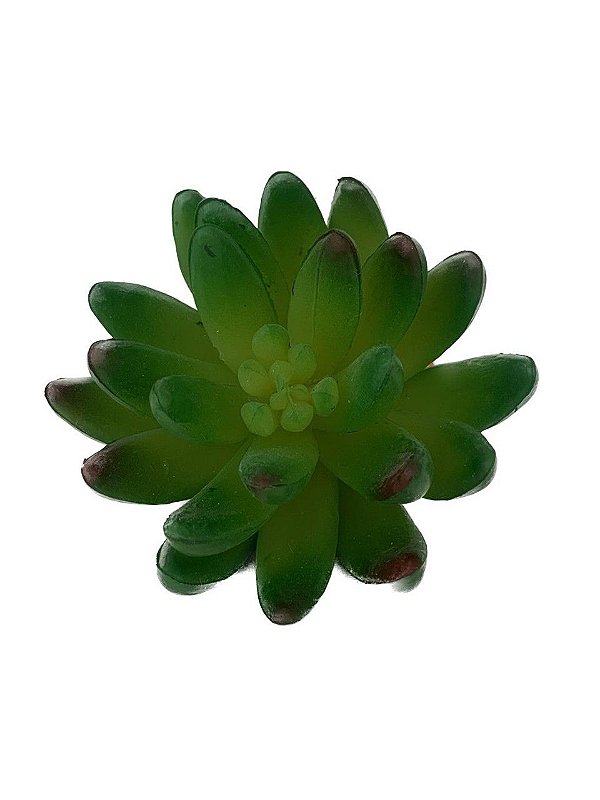 Suculenta Verde 12cm
