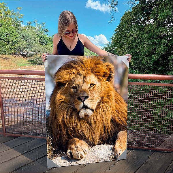 Quadro Decorativo Canvas Animal Selvagem Leão Deitado sob a Pedra Vertical