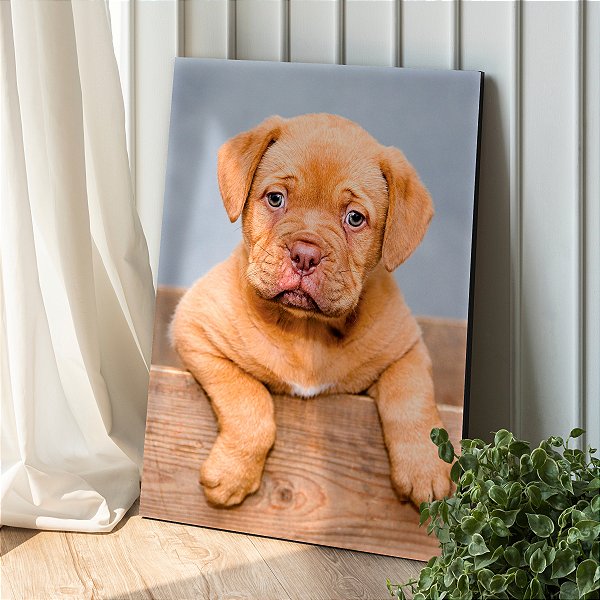 Quadro Decorativo Canvas Pet Cachorro Filhote Bordeaux Bebe Chien Vertical
