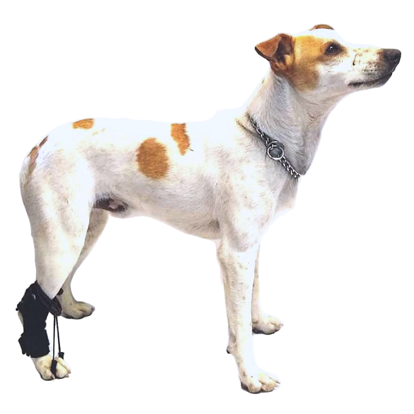 Protetor com Proprioceptor Tarso (PAR)