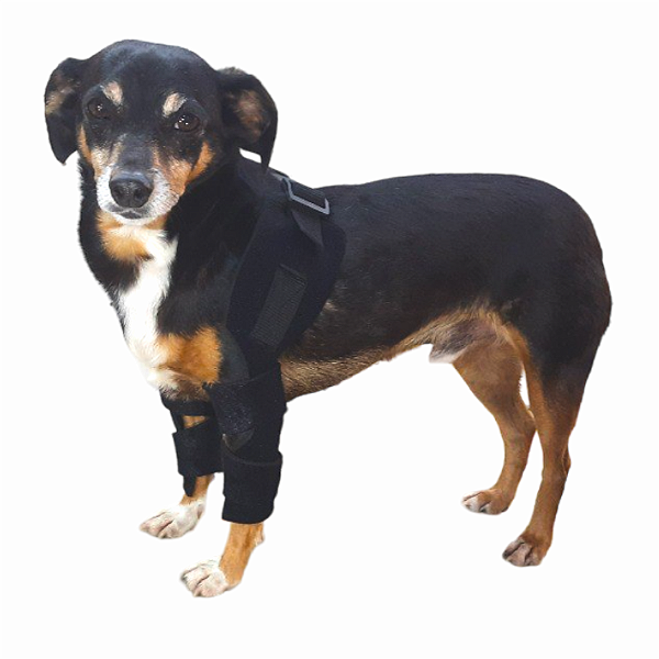 Coltoveleira bilateral