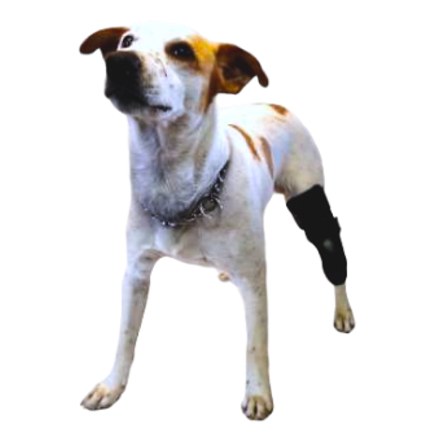 Joelheira Unilateral com Estrutura