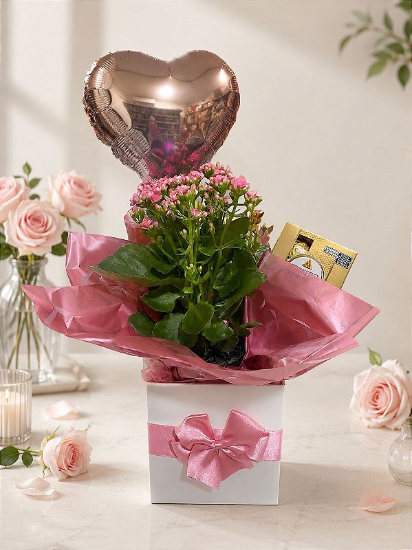 Box Kalanchoe Rosa