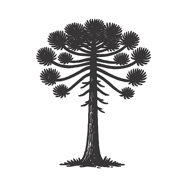 ARAUCÁRIA